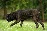 CANE CORSO 909